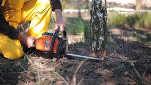 Best Tree Maintenance Programs  in La Luz, NM