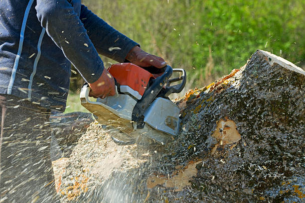 Best Tree and Shrub Care  in La Luz, NM