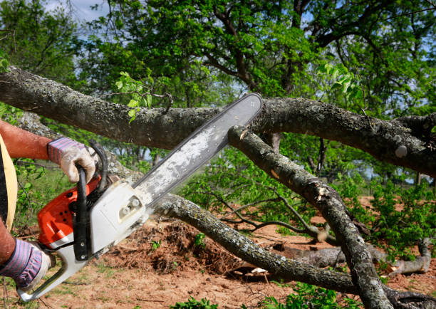 Best Lawn Watering Services  in La Luz, NM