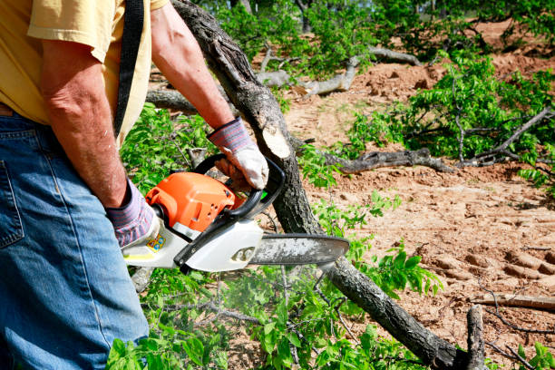 Best Lawn Pest Prevention  in La Luz, NM